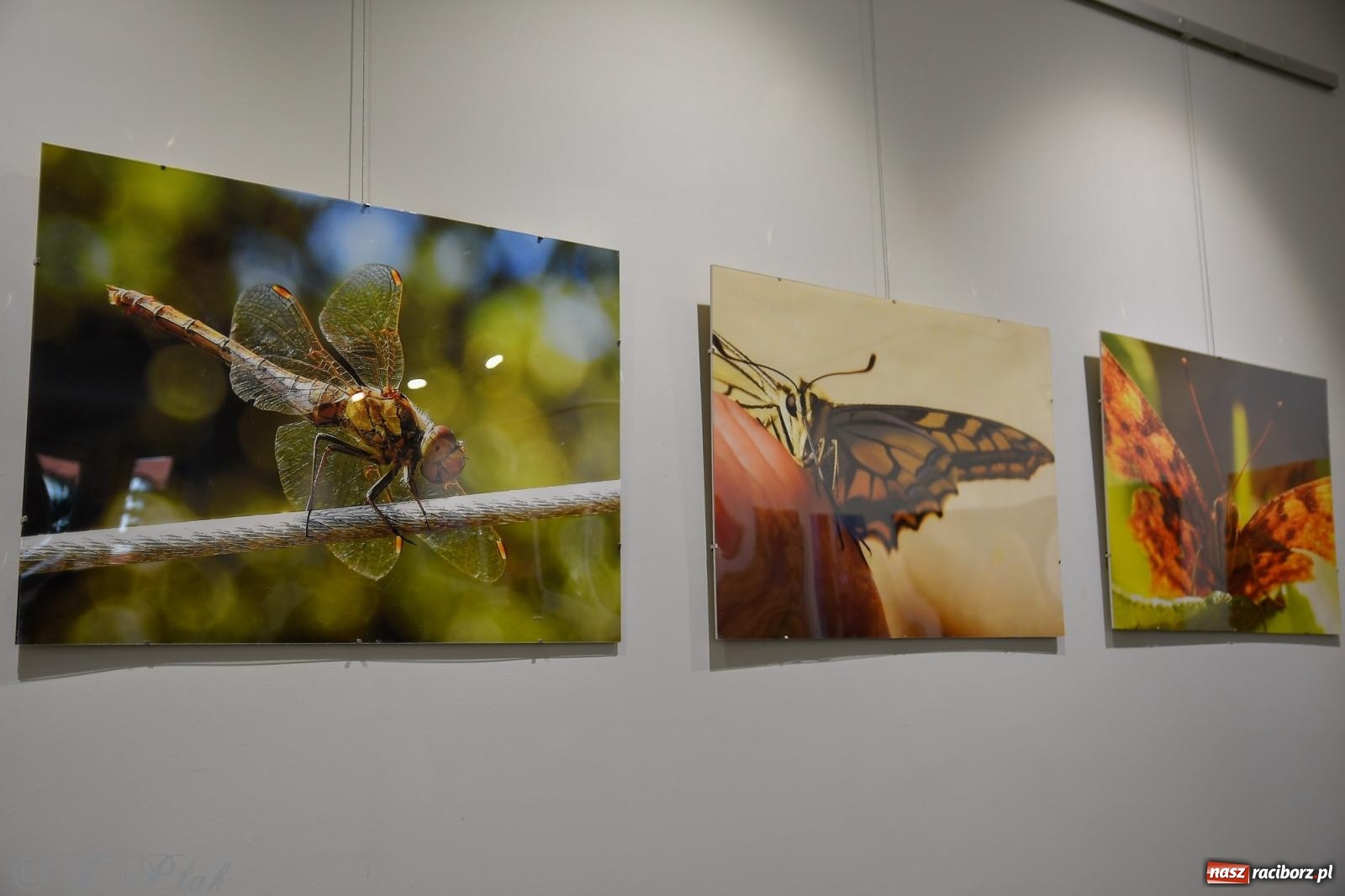 Zdjęcie w galerii na portalu naszraciborz.pl: W świecie owadów - wernisaż fotografii Marka Furmanowicza wiadomości z regionu