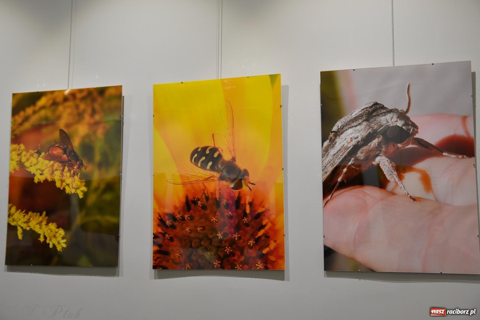 Zdjęcie w galerii na portalu naszraciborz.pl: W świecie owadów - wernisaż fotografii Marka Furmanowicza wiadomości z regionu