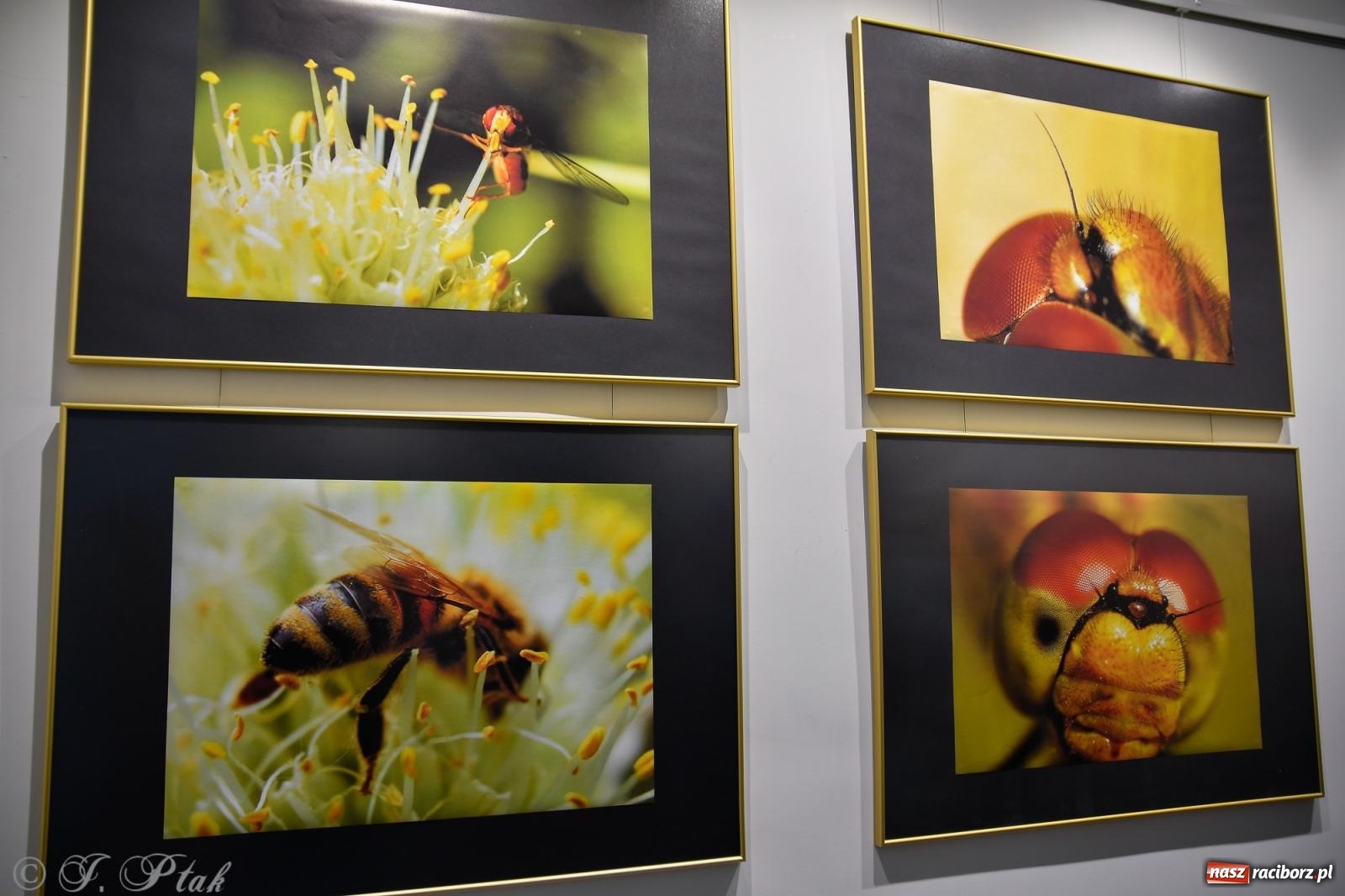 Zdjęcie w galerii na portalu naszraciborz.pl: W świecie owadów - wernisaż fotografii Marka Furmanowicza wiadomości z regionu