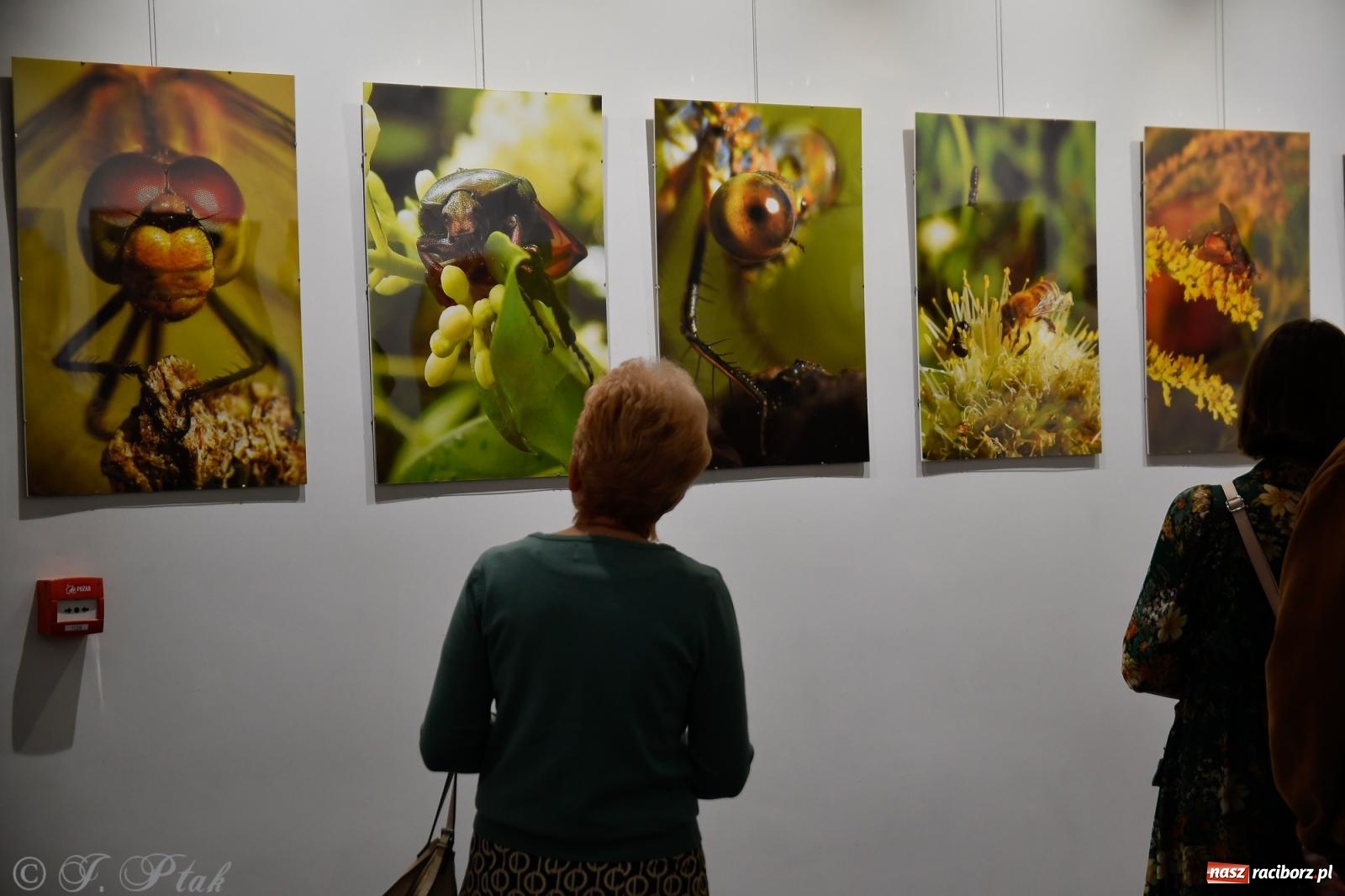 Zdjęcie w galerii na portalu naszraciborz.pl: W świecie owadów - wernisaż fotografii Marka Furmanowicza wiadomości z regionu
