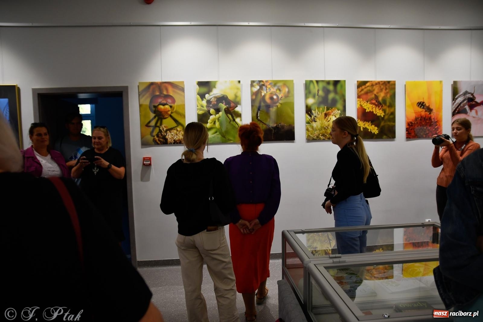 Zdjęcie w galerii na portalu naszraciborz.pl: W świecie owadów - wernisaż fotografii Marka Furmanowicza wiadomości z regionu