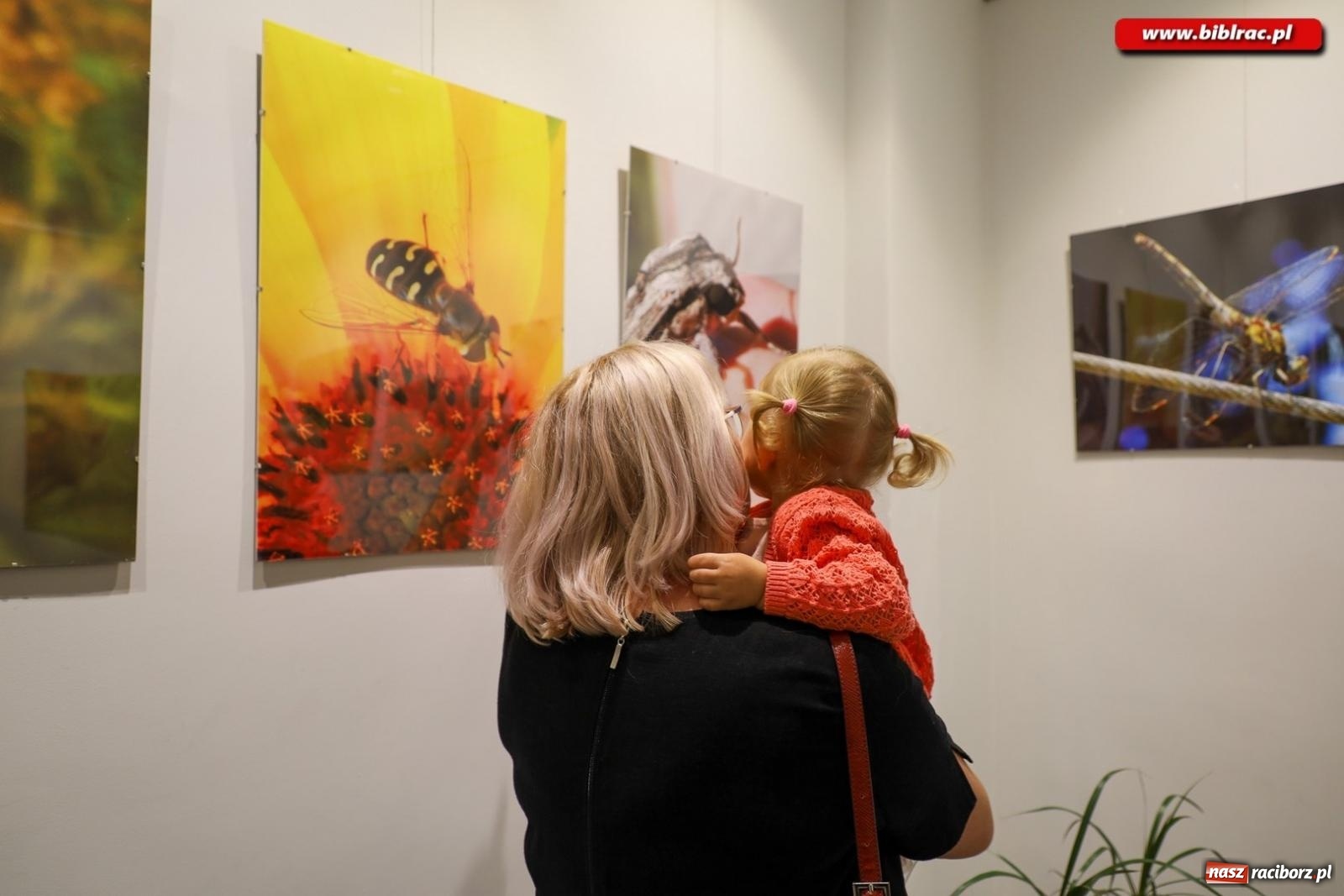 Zdjęcie w galerii na portalu naszraciborz.pl: W świecie owadów - wernisaż fotografii Marka Furmanowicza wiadomości z regionu