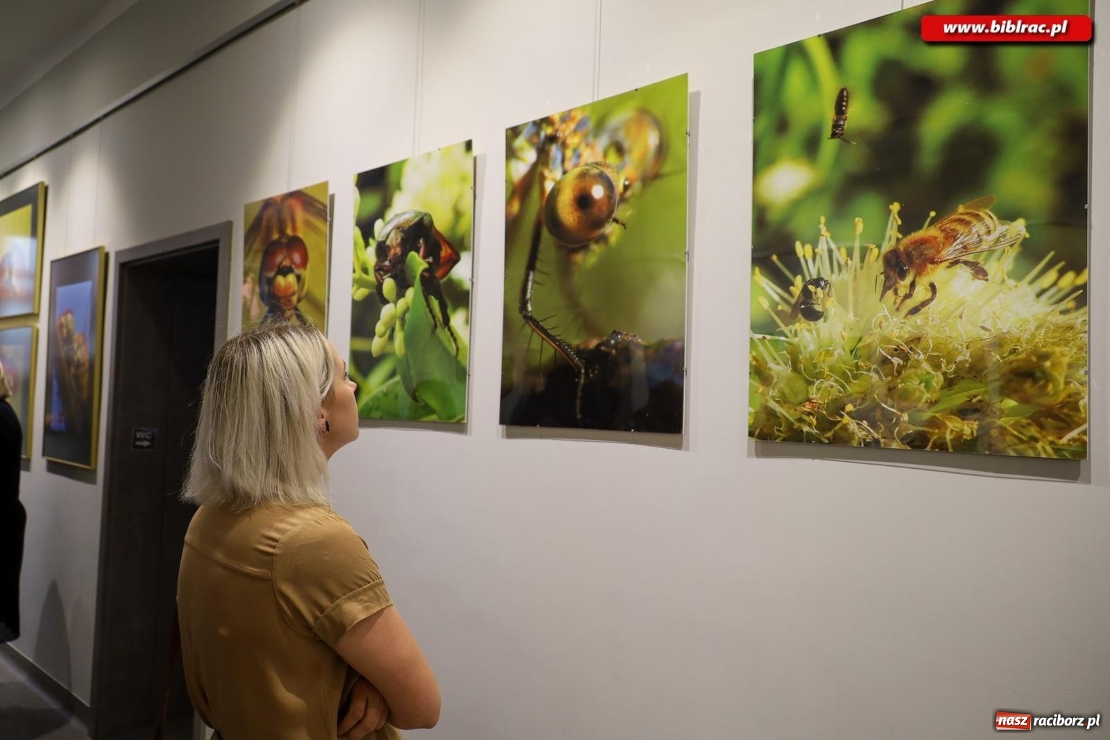 Zdjęcie w galerii na portalu naszraciborz.pl: W świecie owadów - wernisaż fotografii Marka Furmanowicza wiadomości z regionu