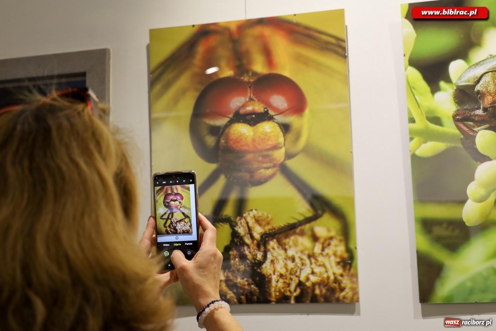 Zdjęcie w galerii na portalu naszraciborz.pl: W świecie owadów - wernisaż fotografii Marka Furmanowicza wiadomości z regionu