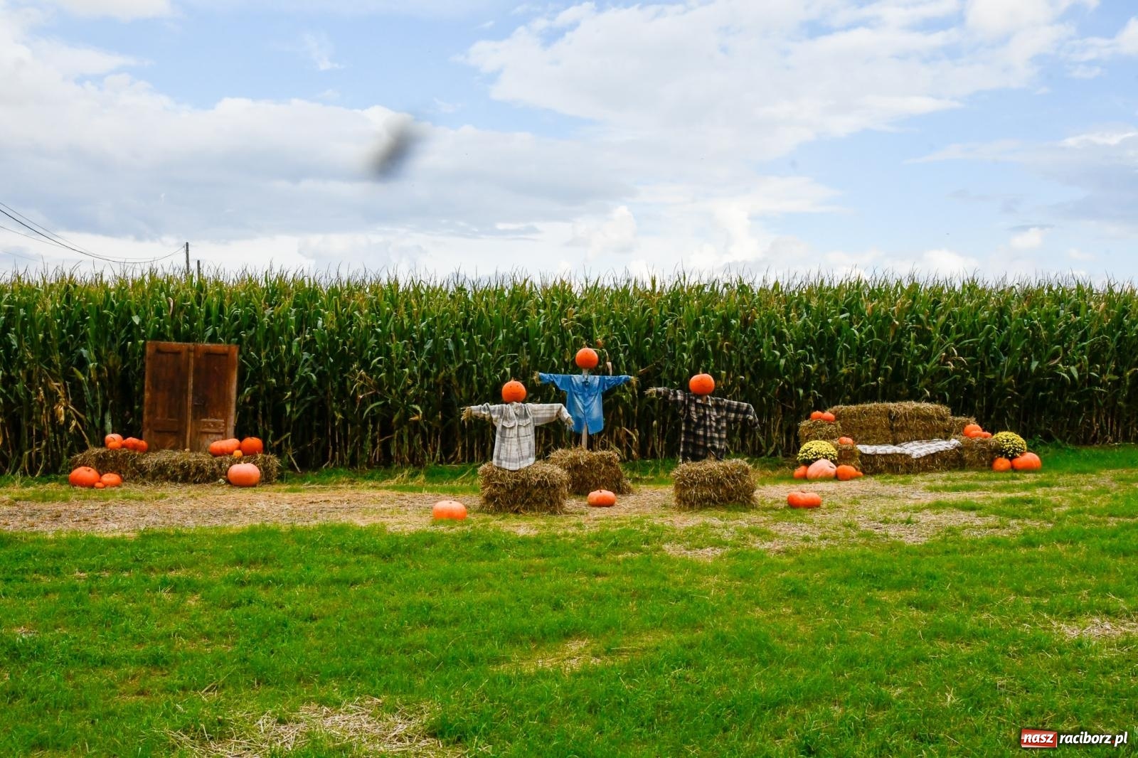 Zdjęcie w galerii na portalu naszraciborz.pl: Dożynki z pianką. Żerdziny w stadninie dziękują za plony wiadomości z regionu