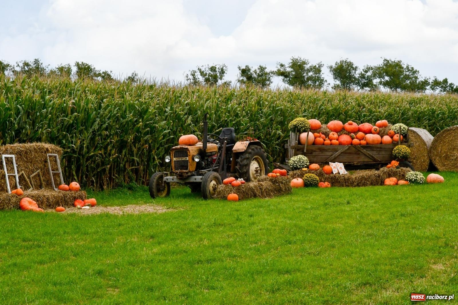 Zdjęcie w galerii na portalu naszraciborz.pl: Dożynki z pianką. Żerdziny w stadninie dziękują za plony wiadomości z regionu