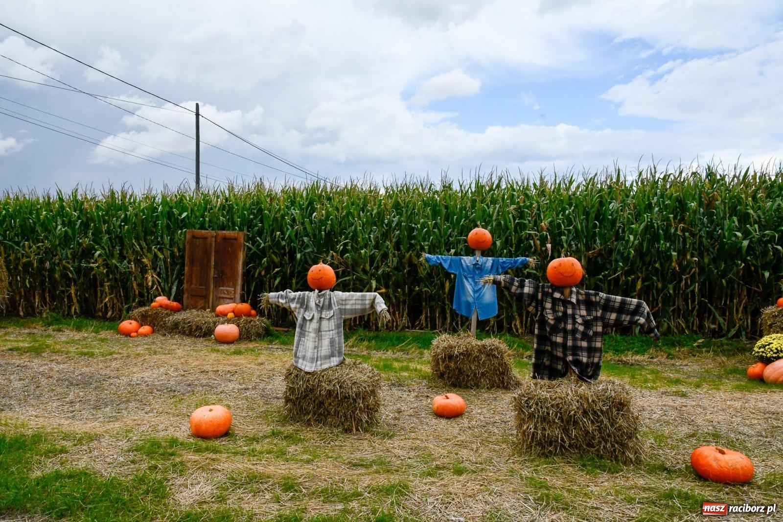 Zdjęcie w galerii na portalu naszraciborz.pl: Dożynki z pianką. Żerdziny w stadninie dziękują za plony wiadomości z regionu