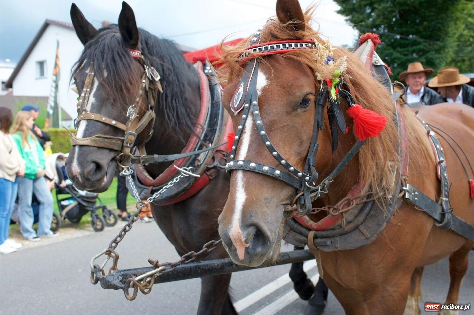Zdjęcie w galerii na portalu naszraciborz.pl: Dożynki gminy Krzyżanowice w Chałupkach [FOTO i WIDEO] wiadomości z regionu