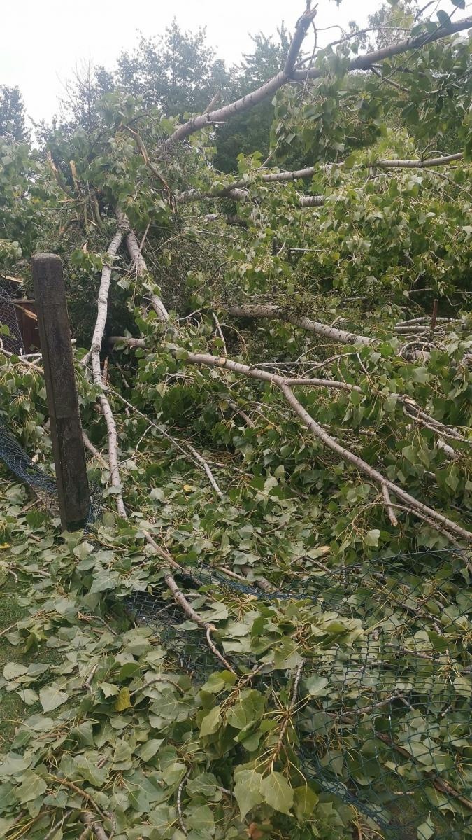 Zdjęcie w galerii na portalu naszraciborz.pl: Wypadek w Tworkowie. Drzewo przewróciło się na dwie starsze osoby [FOTO i WIDEO] wiadomości z regionu