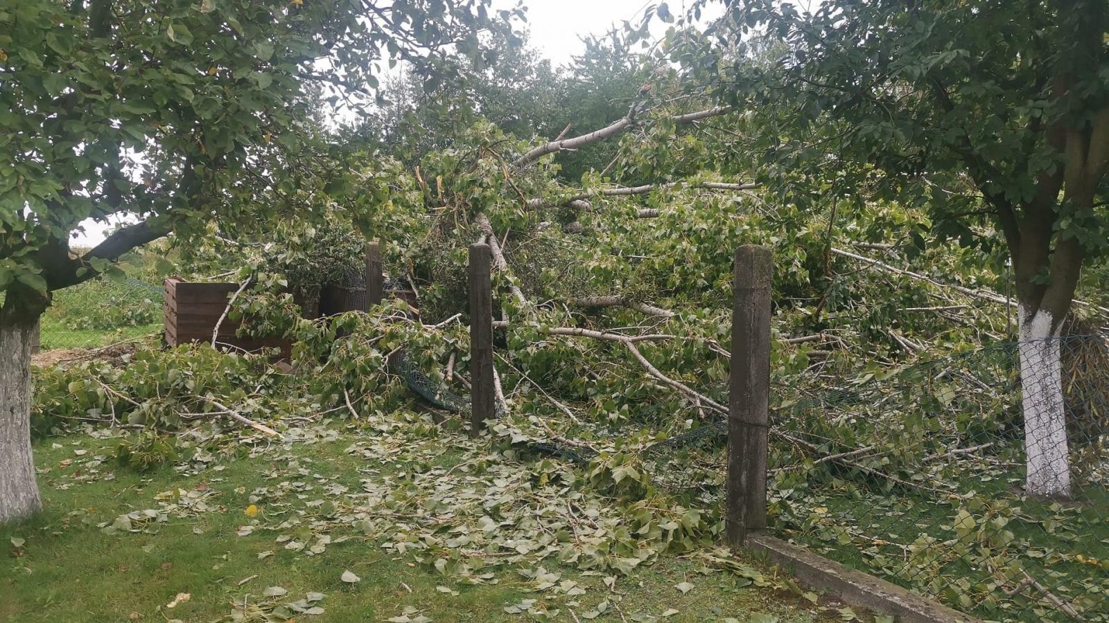 Zdjęcie w galerii na portalu naszraciborz.pl: Wypadek w Tworkowie. Drzewo przewróciło się na dwie starsze osoby [FOTO i WIDEO] wiadomości z regionu