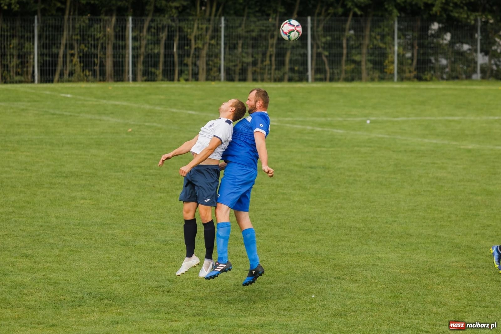 Zdjęcie w galerii na portalu naszraciborz.pl: B klasa. Wilczek pokąsał Ocice [FOTO] wiadomości z regionu