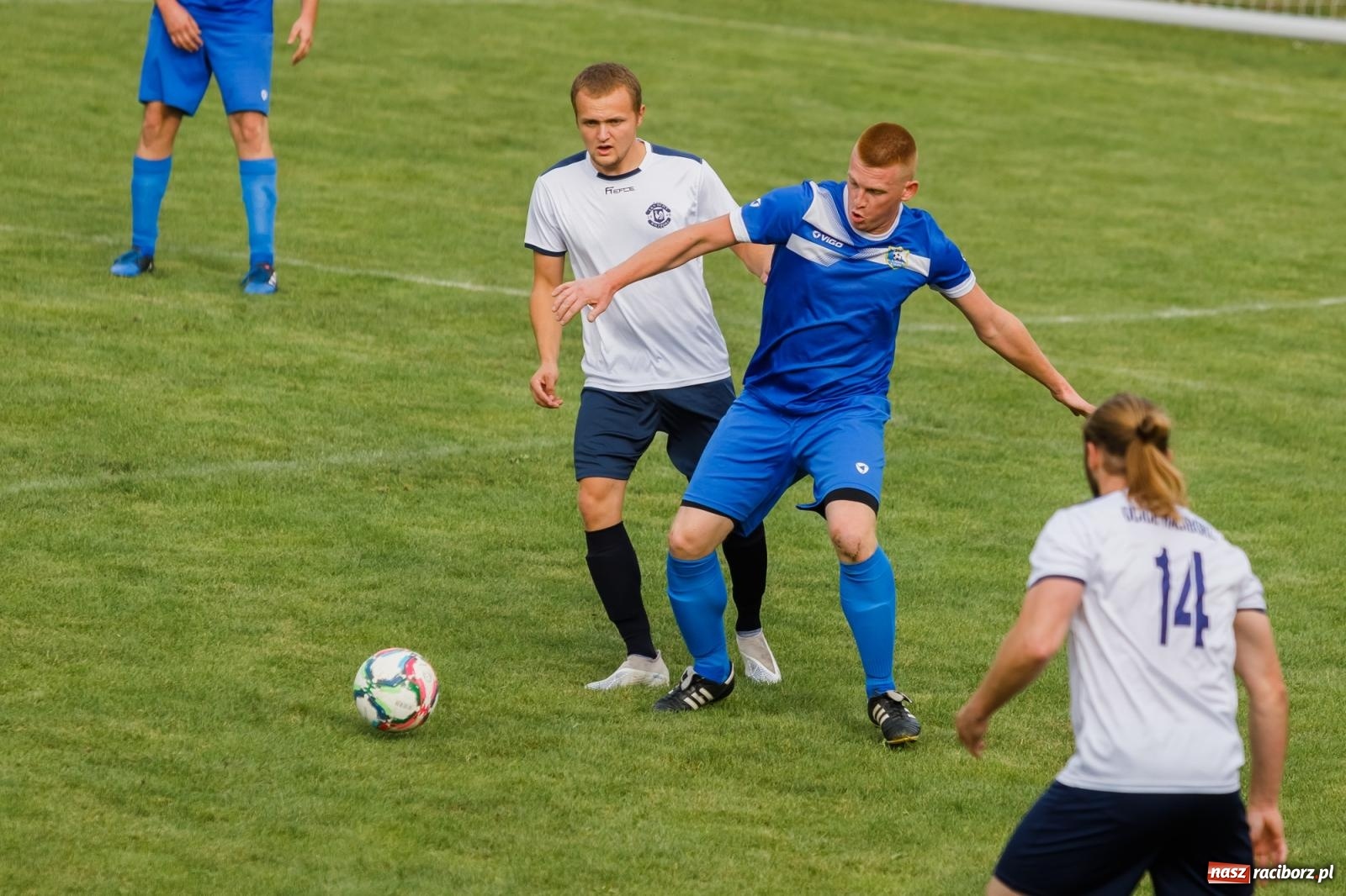 Zdjęcie w galerii na portalu naszraciborz.pl: B klasa. Wilczek pokąsał Ocice [FOTO] wiadomości z regionu