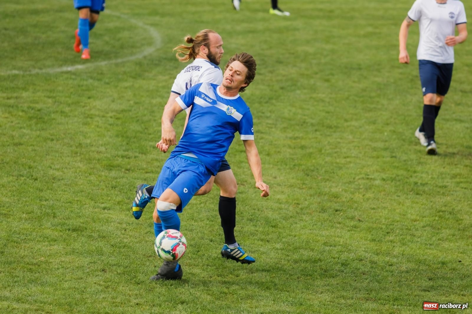 Zdjęcie w galerii na portalu naszraciborz.pl: B klasa. Wilczek pokąsał Ocice [FOTO] wiadomości z regionu