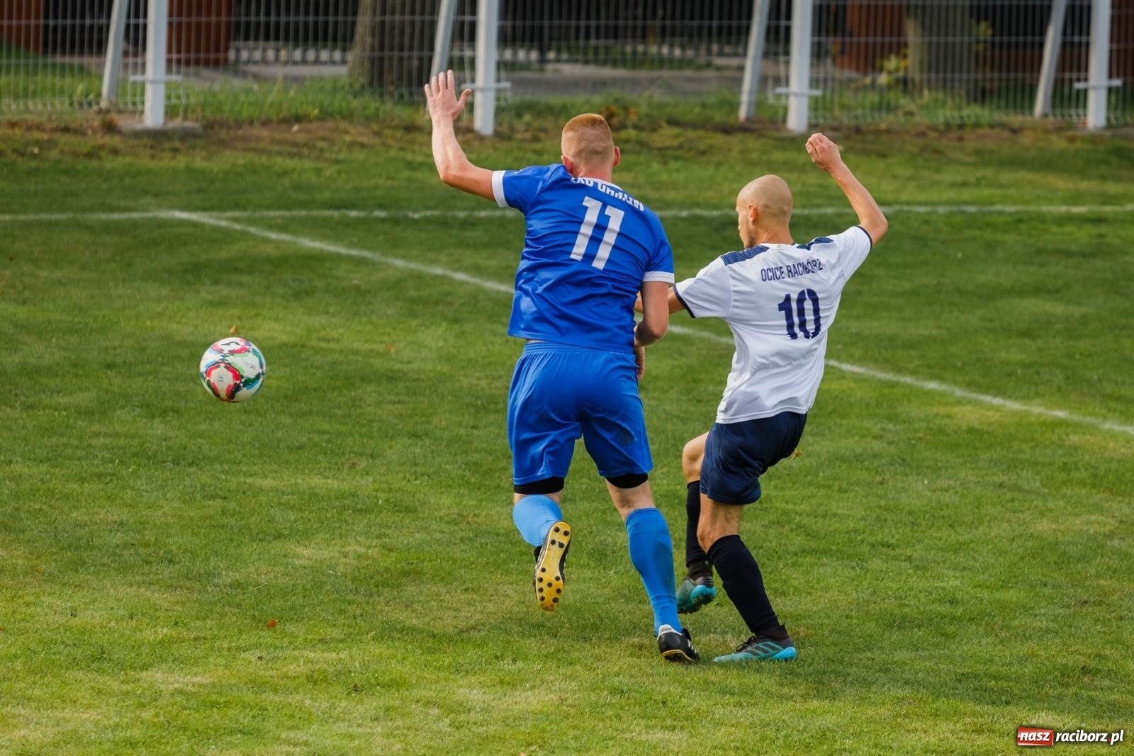Zdjęcie w galerii na portalu naszraciborz.pl: B klasa. Wilczek pokąsał Ocice [FOTO] wiadomości z regionu