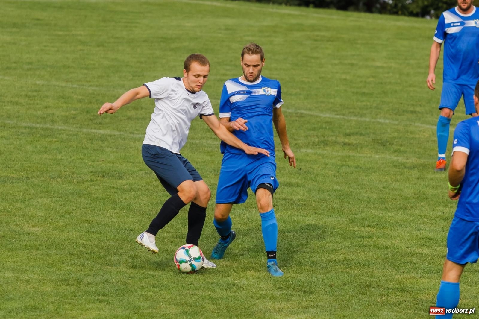 Zdjęcie w galerii na portalu naszraciborz.pl: B klasa. Wilczek pokąsał Ocice [FOTO] wiadomości z regionu