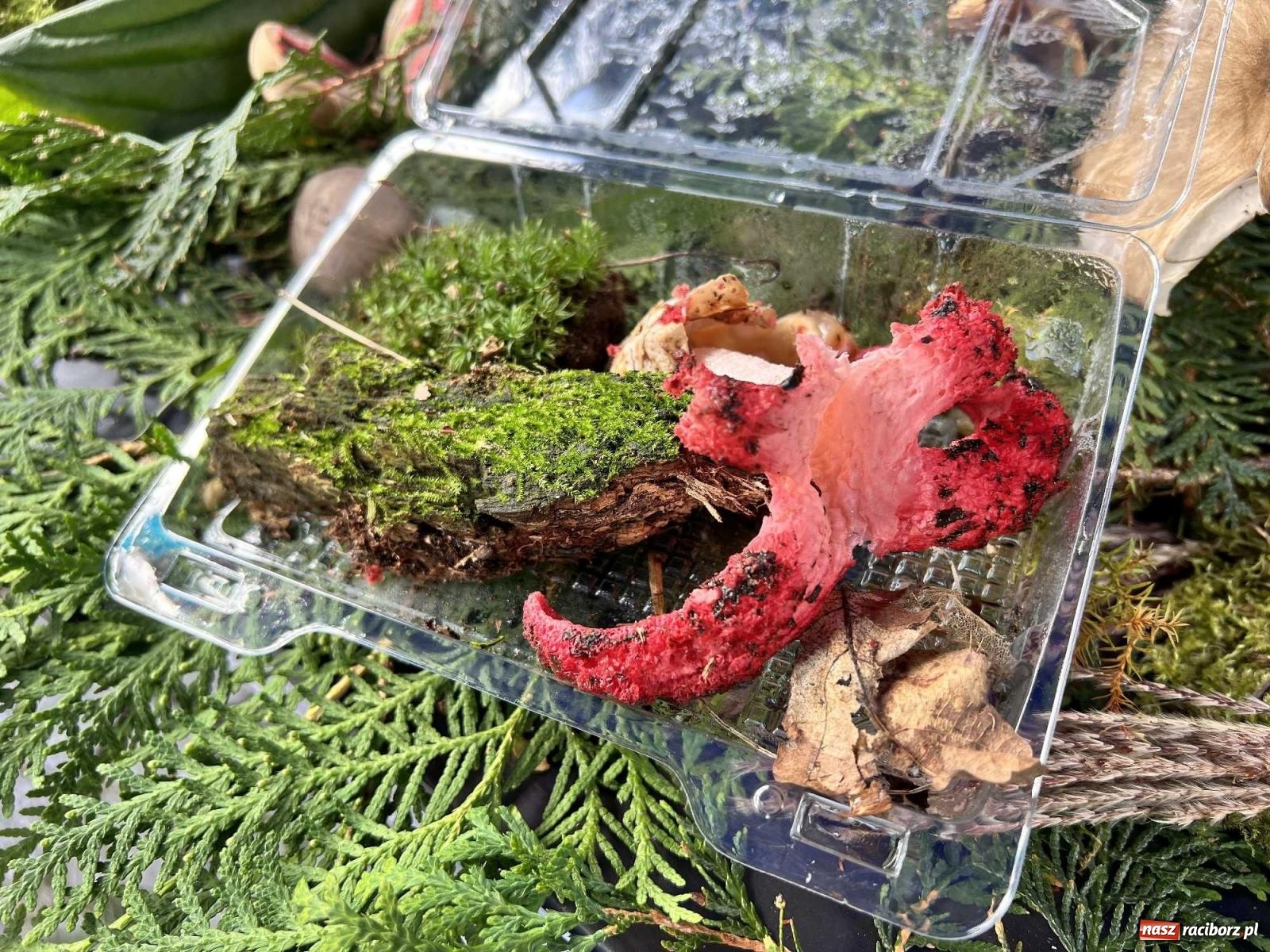 Zdjęcie w galerii na portalu naszraciborz.pl: Bezpieczne grzybobranie na zamku wiadomości z regionu