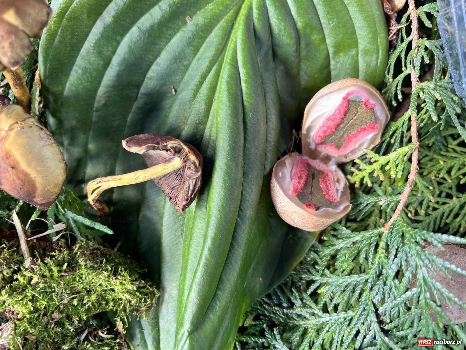 Zdjęcie w galerii na portalu naszraciborz.pl: Bezpieczne grzybobranie na zamku wiadomości z regionu