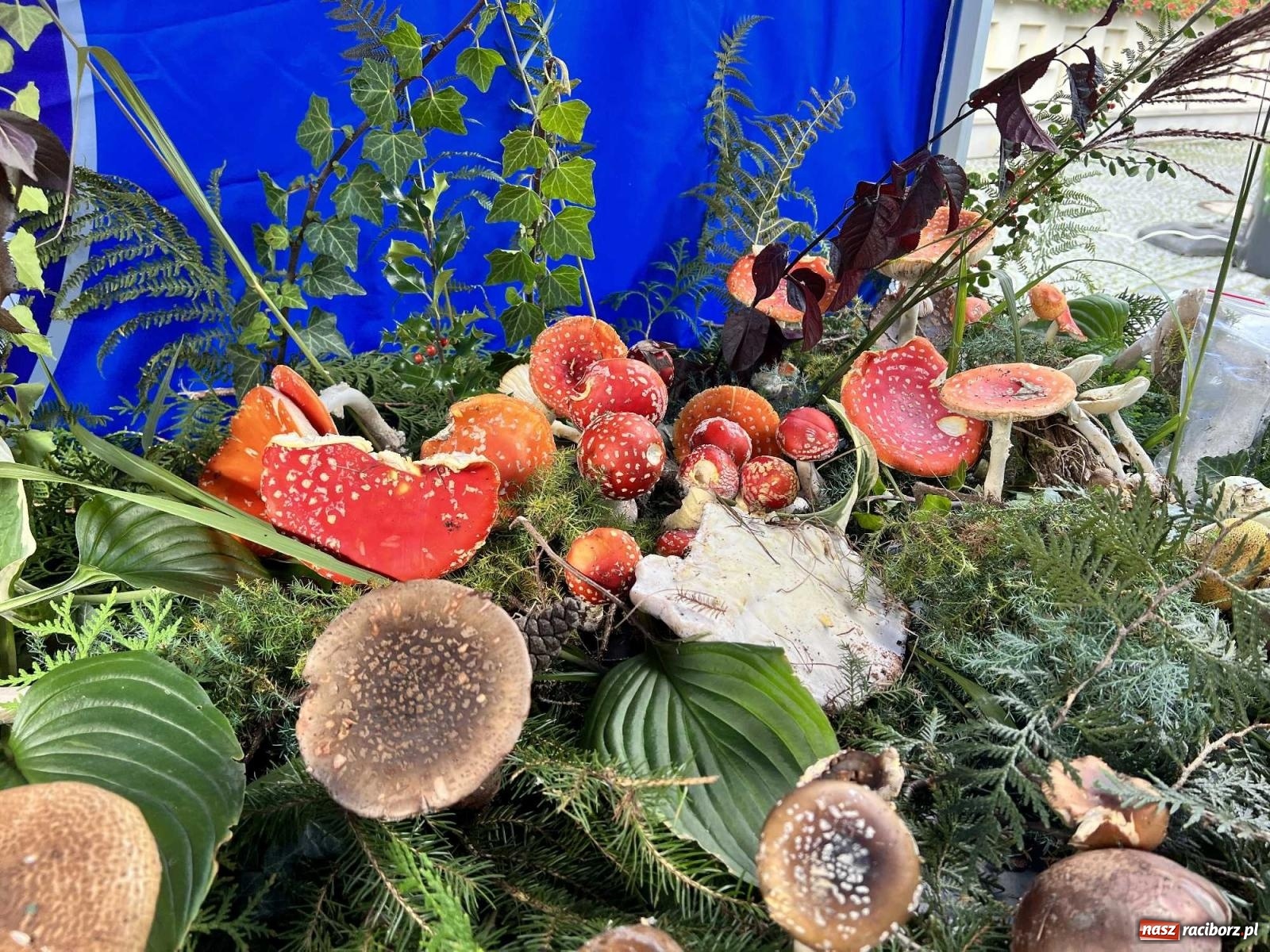 Zdjęcie w galerii na portalu naszraciborz.pl: Bezpieczne grzybobranie na zamku wiadomości z regionu