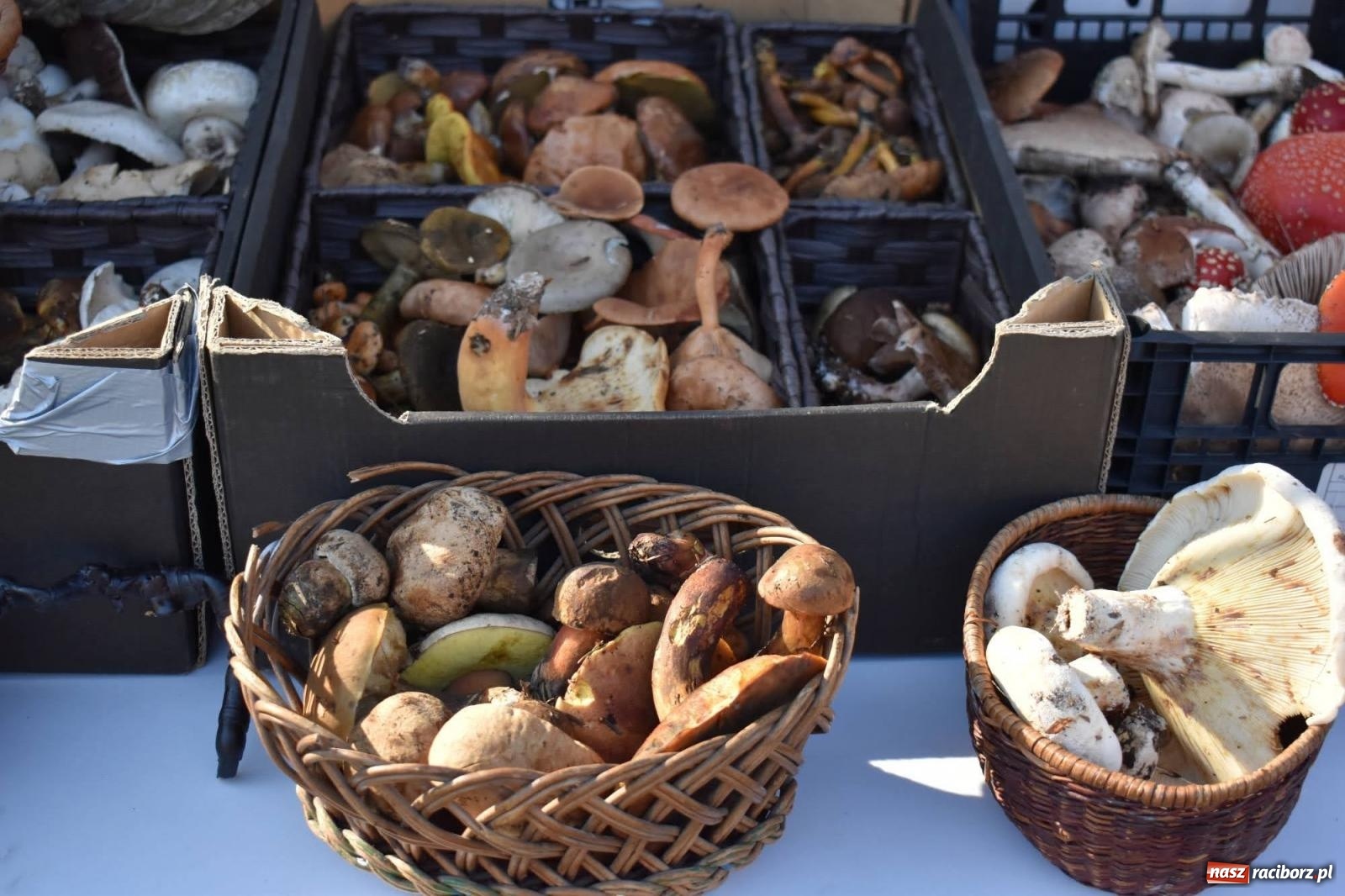 Zdjęcie w galerii na portalu naszraciborz.pl: Bezpieczne grzybobranie na zamku wiadomości z regionu