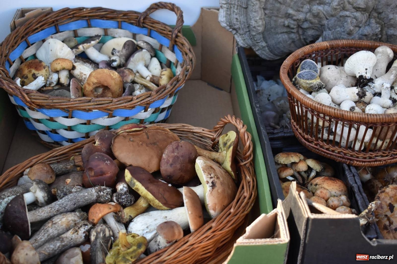 Zdjęcie w galerii na portalu naszraciborz.pl: Bezpieczne grzybobranie na zamku wiadomości z regionu