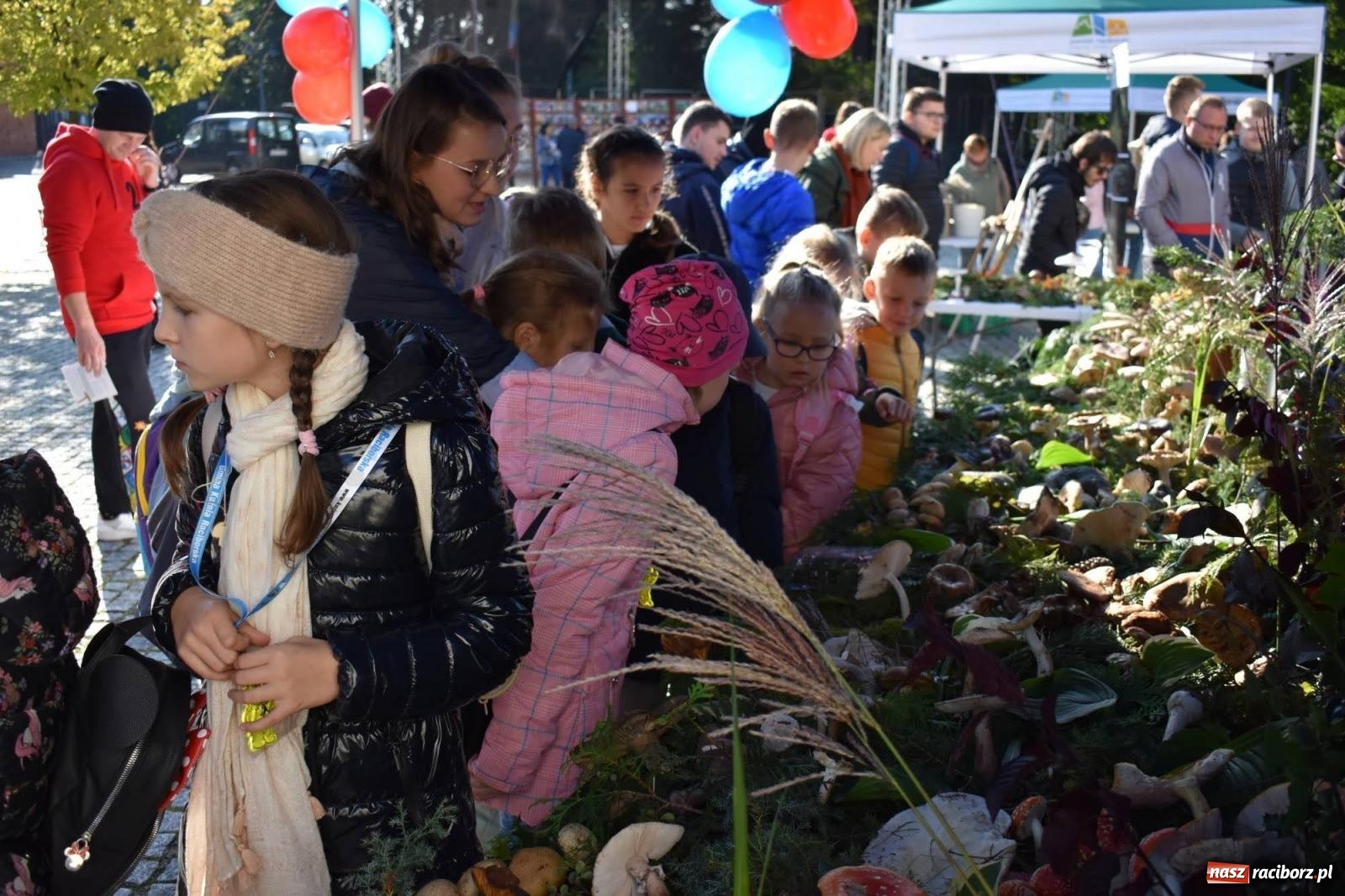 Zdjęcie w galerii na portalu naszraciborz.pl: Bezpieczne grzybobranie na zamku wiadomości z regionu