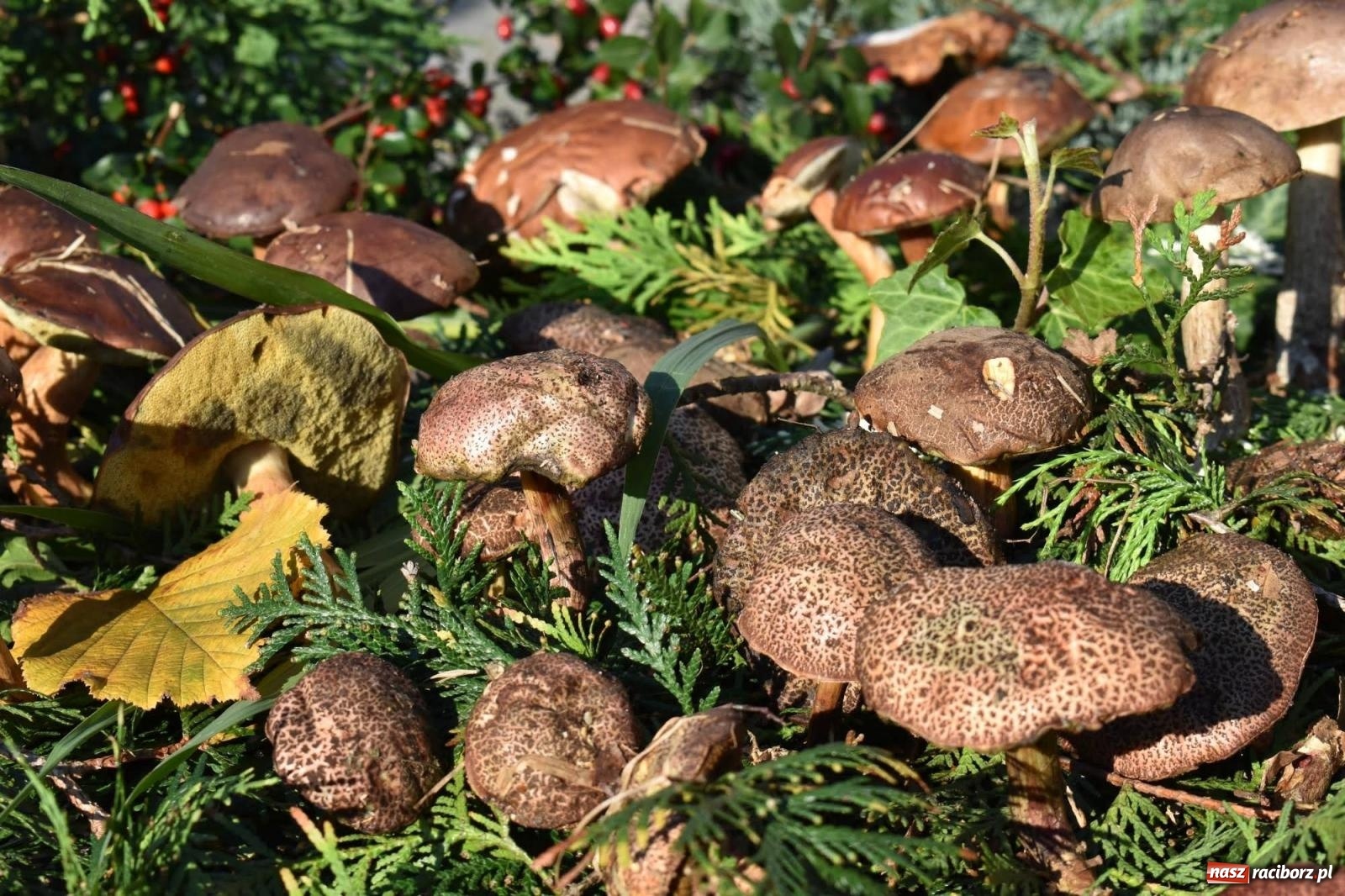 Zdjęcie w galerii na portalu naszraciborz.pl: Bezpieczne grzybobranie na zamku wiadomości z regionu