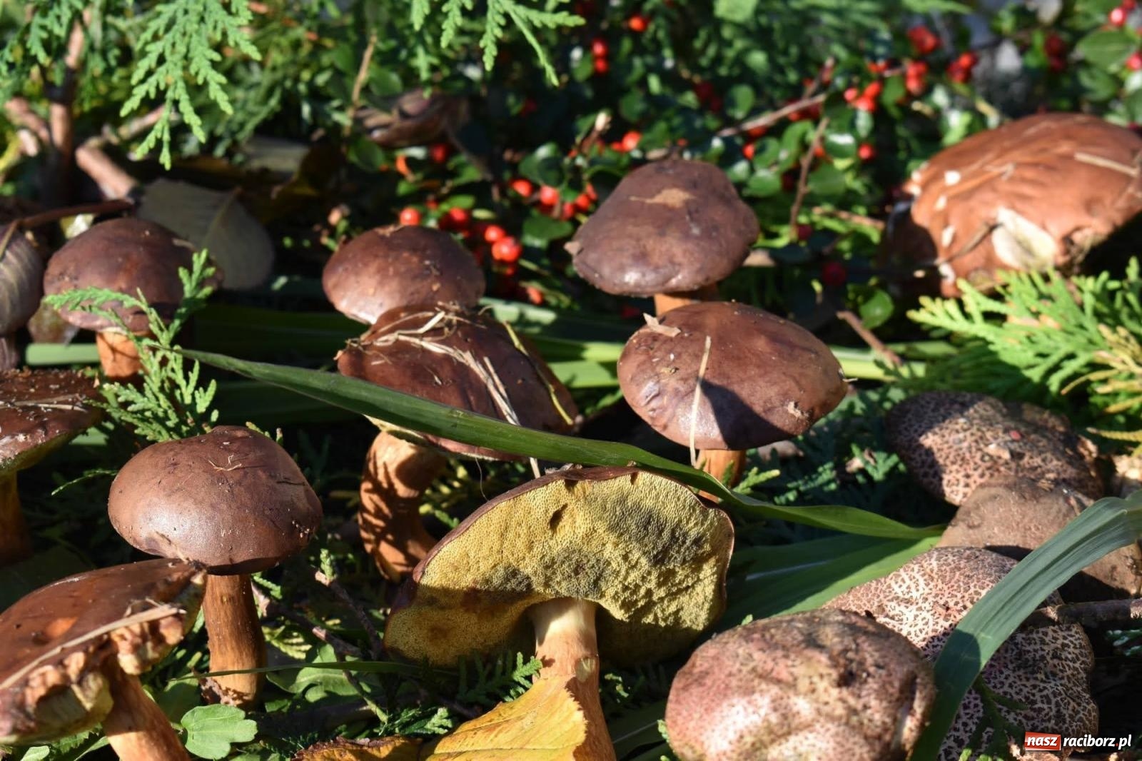 Zdjęcie w galerii na portalu naszraciborz.pl: Bezpieczne grzybobranie na zamku wiadomości z regionu