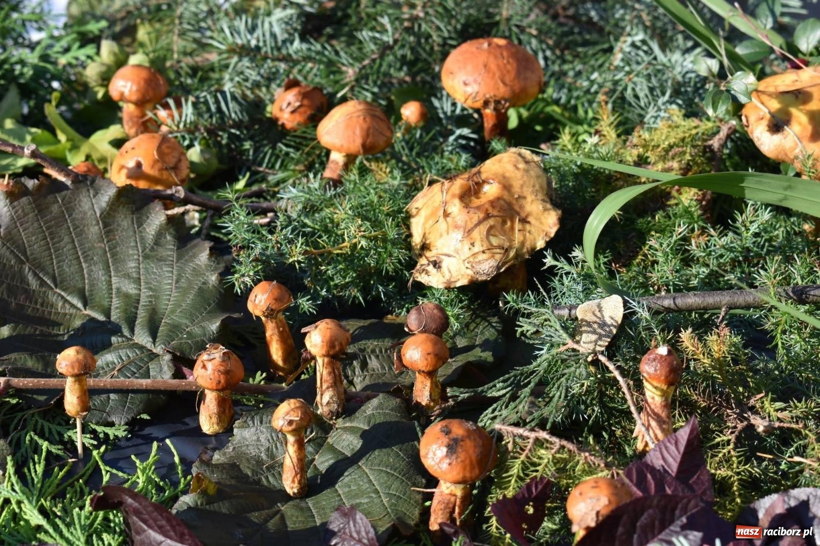 Zdjęcie w galerii na portalu naszraciborz.pl: Bezpieczne grzybobranie na zamku wiadomości z regionu
