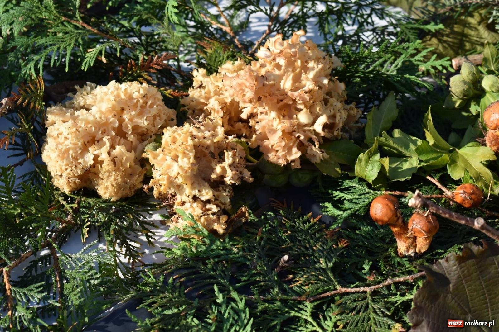 Zdjęcie w galerii na portalu naszraciborz.pl: Bezpieczne grzybobranie na zamku wiadomości z regionu