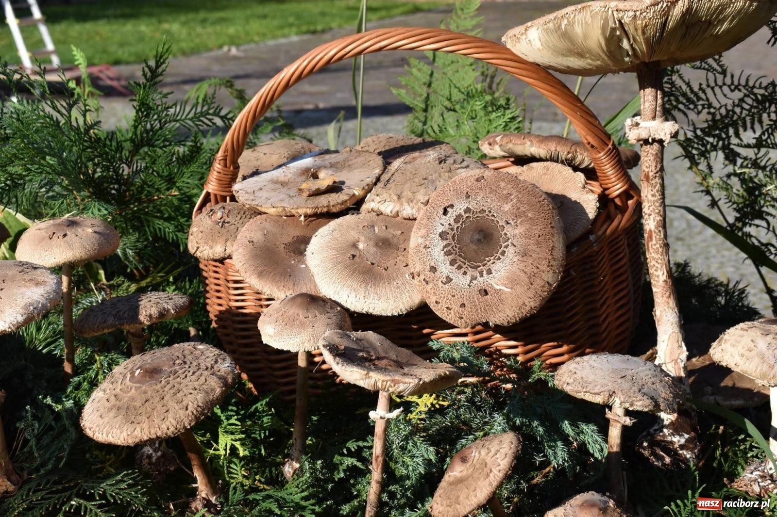 Zdjęcie w galerii na portalu naszraciborz.pl: Bezpieczne grzybobranie na zamku wiadomości z regionu