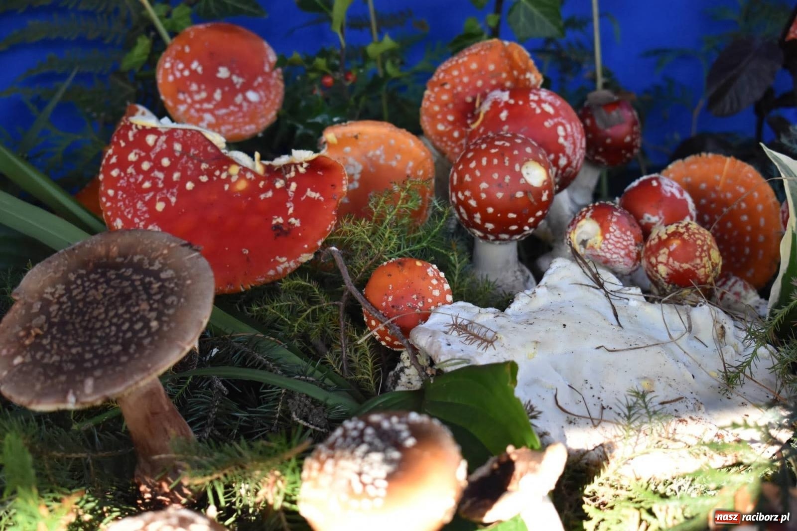 Zdjęcie w galerii na portalu naszraciborz.pl: Bezpieczne grzybobranie na zamku wiadomości z regionu