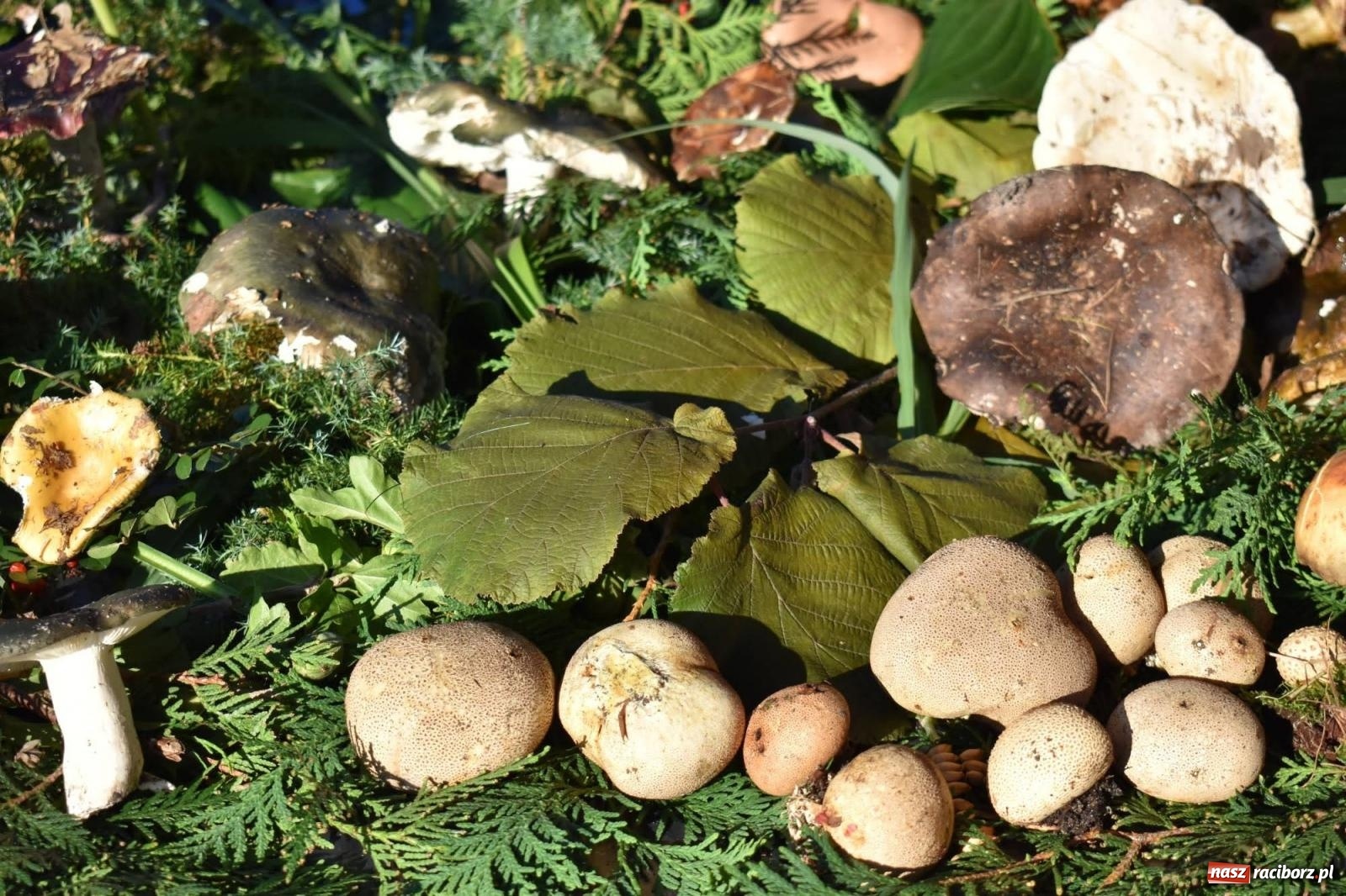 Zdjęcie w galerii na portalu naszraciborz.pl: Bezpieczne grzybobranie na zamku wiadomości z regionu