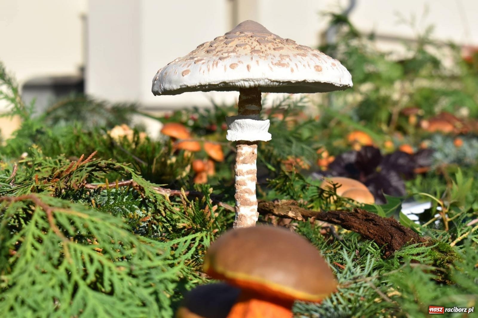 Zdjęcie w galerii na portalu naszraciborz.pl: Bezpieczne grzybobranie na zamku wiadomości z regionu