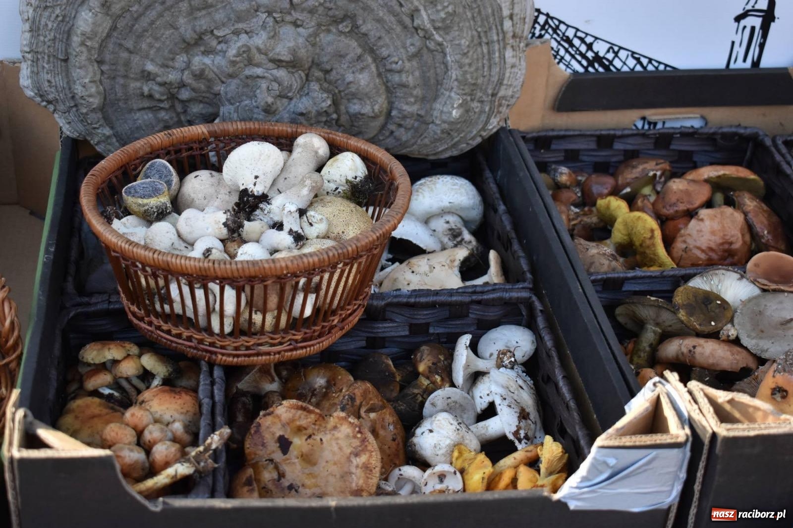 Zdjęcie w galerii na portalu naszraciborz.pl: Bezpieczne grzybobranie na zamku wiadomości z regionu