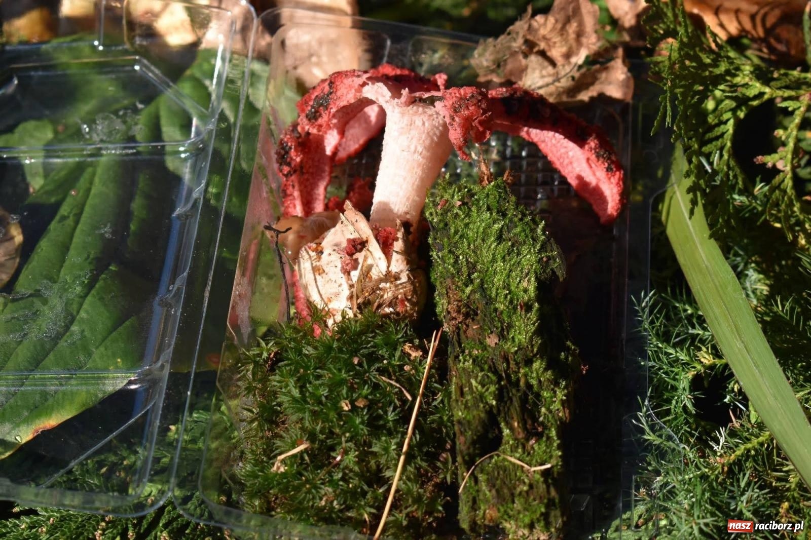 Zdjęcie w galerii na portalu naszraciborz.pl: Bezpieczne grzybobranie na zamku wiadomości z regionu