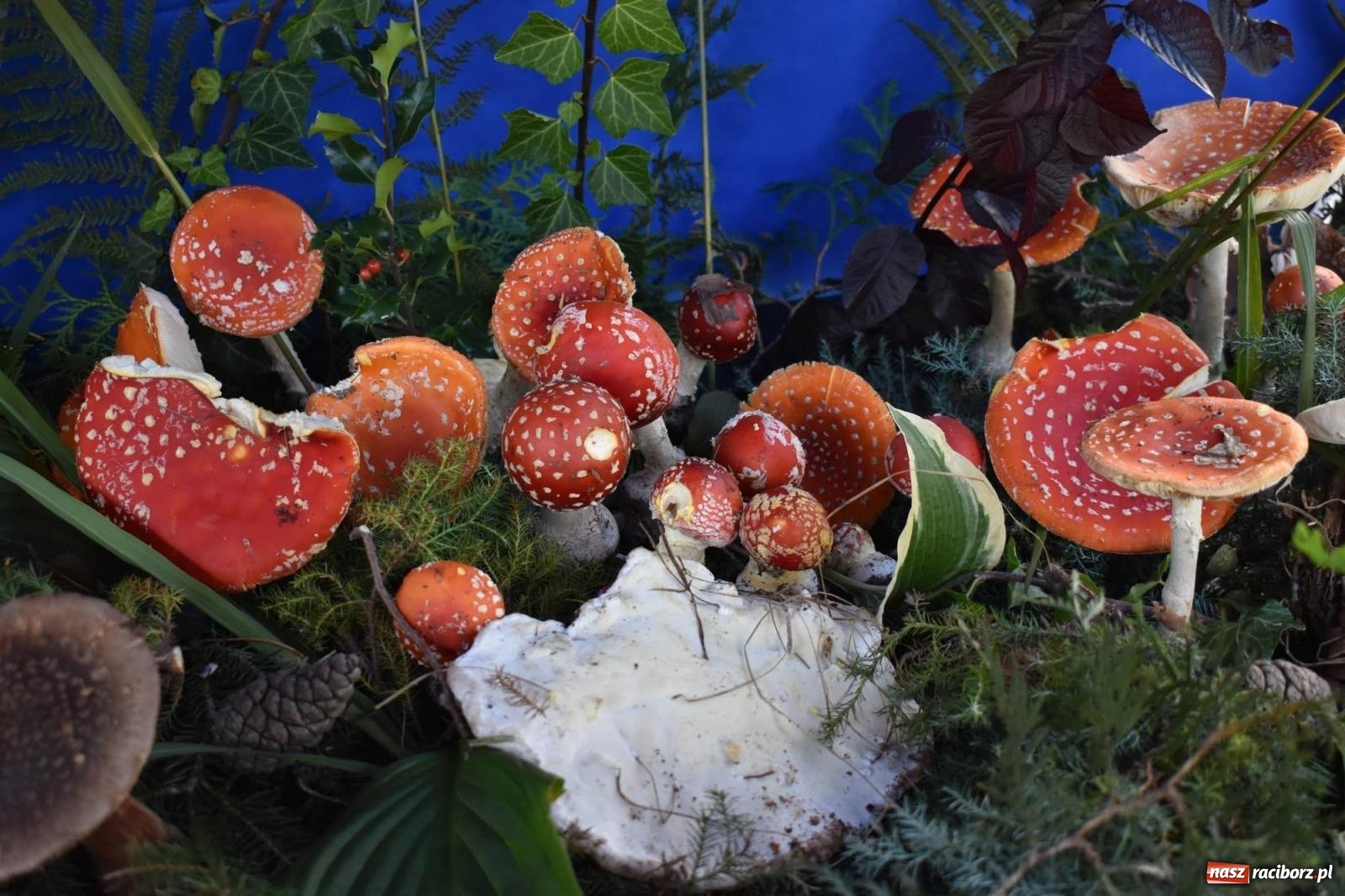 Zdjęcie w galerii na portalu naszraciborz.pl: Bezpieczne grzybobranie na zamku wiadomości z regionu