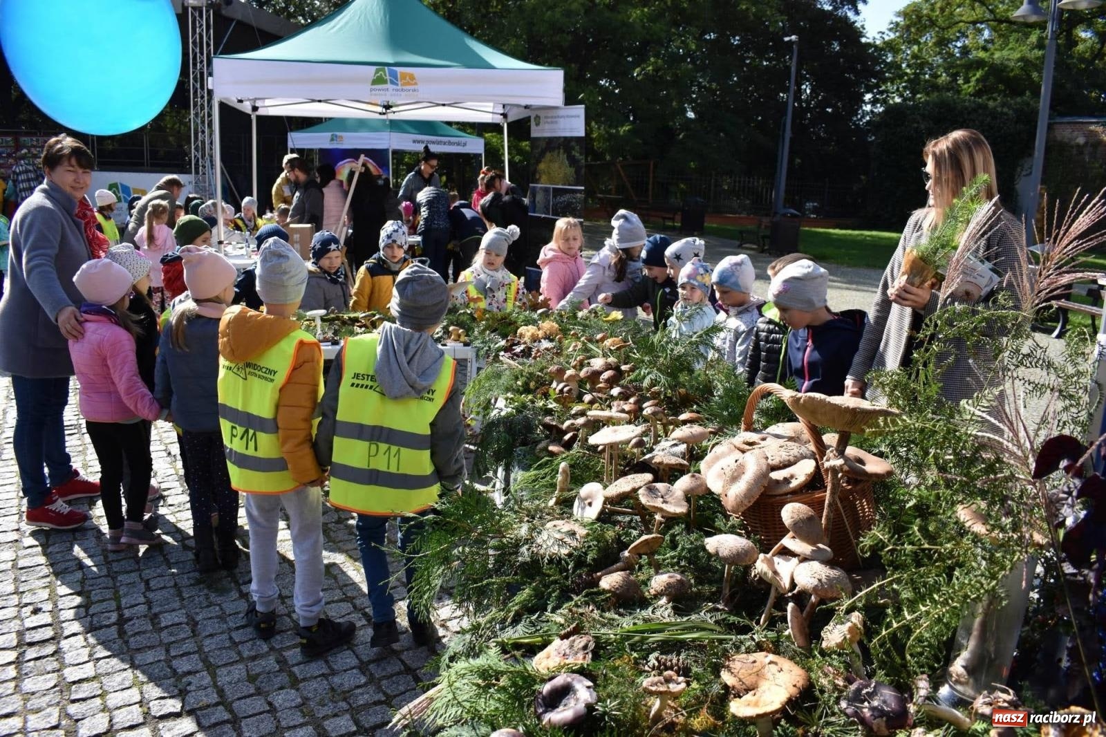Zdjęcie w galerii na portalu naszraciborz.pl: Bezpieczne grzybobranie na zamku wiadomości z regionu
