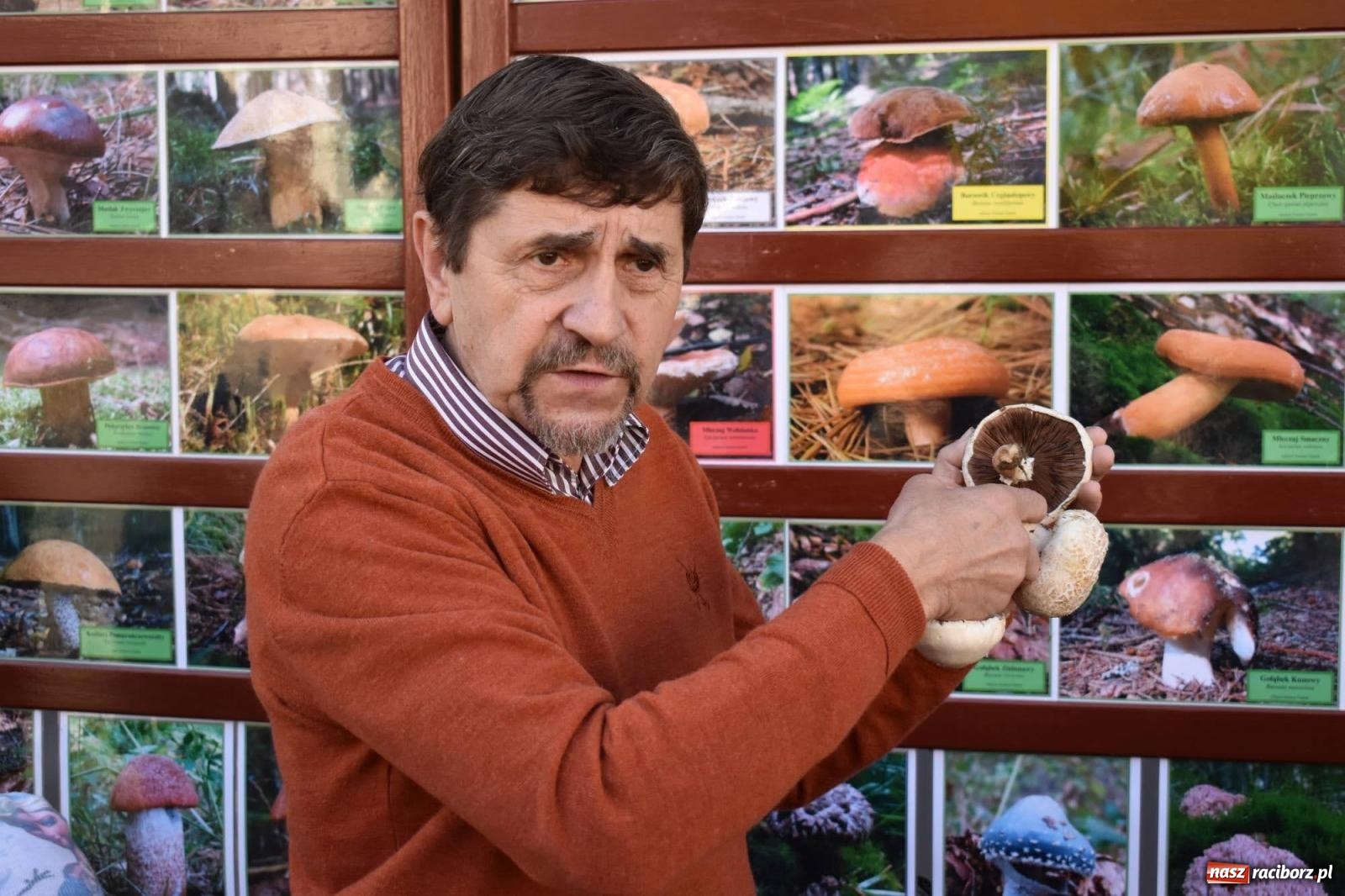 Zdjęcie w galerii na portalu naszraciborz.pl: Bezpieczne grzybobranie na zamku wiadomości z regionu