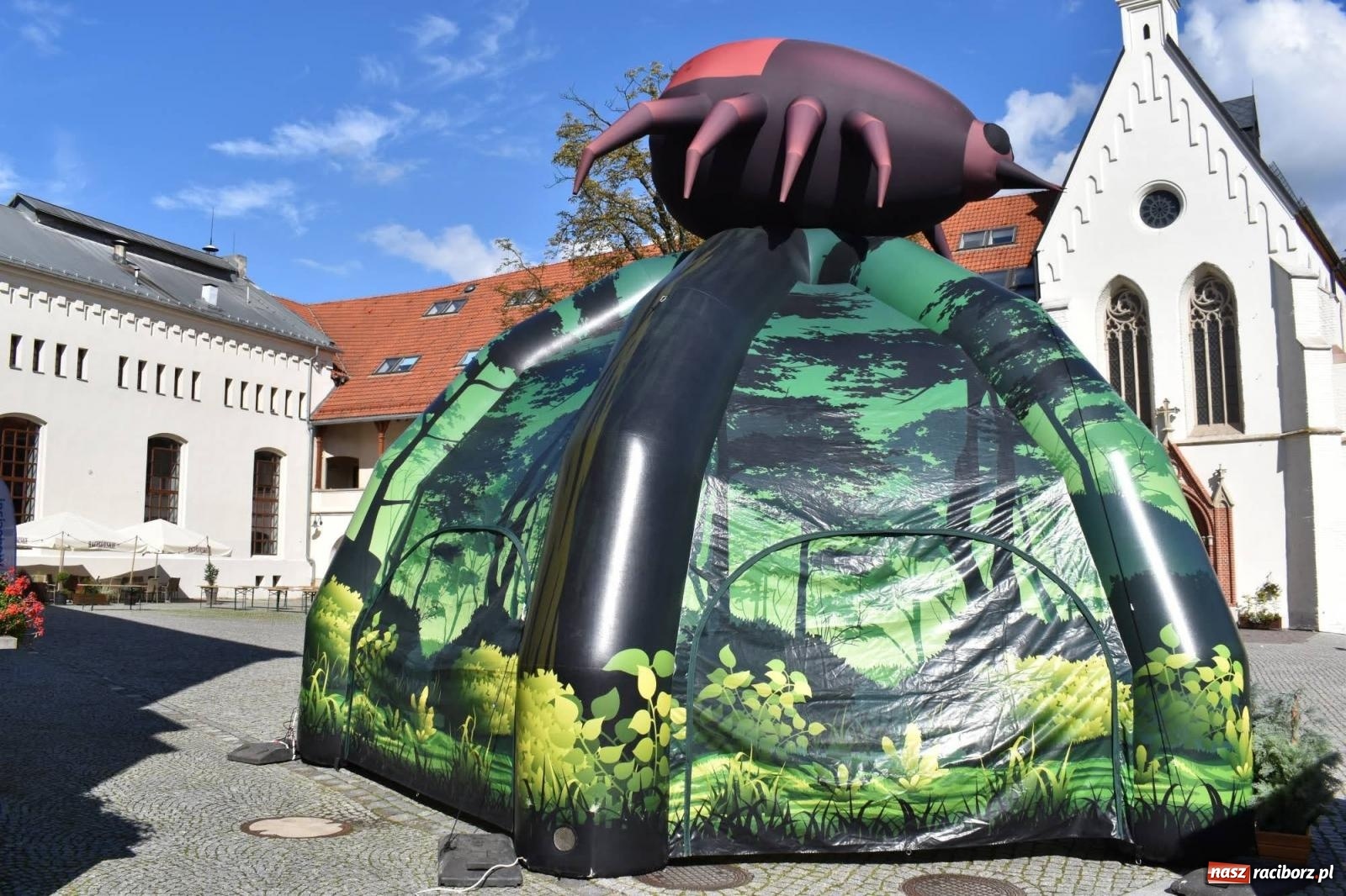 Zdjęcie w galerii na portalu naszraciborz.pl: Bezpieczne grzybobranie na zamku wiadomości z regionu