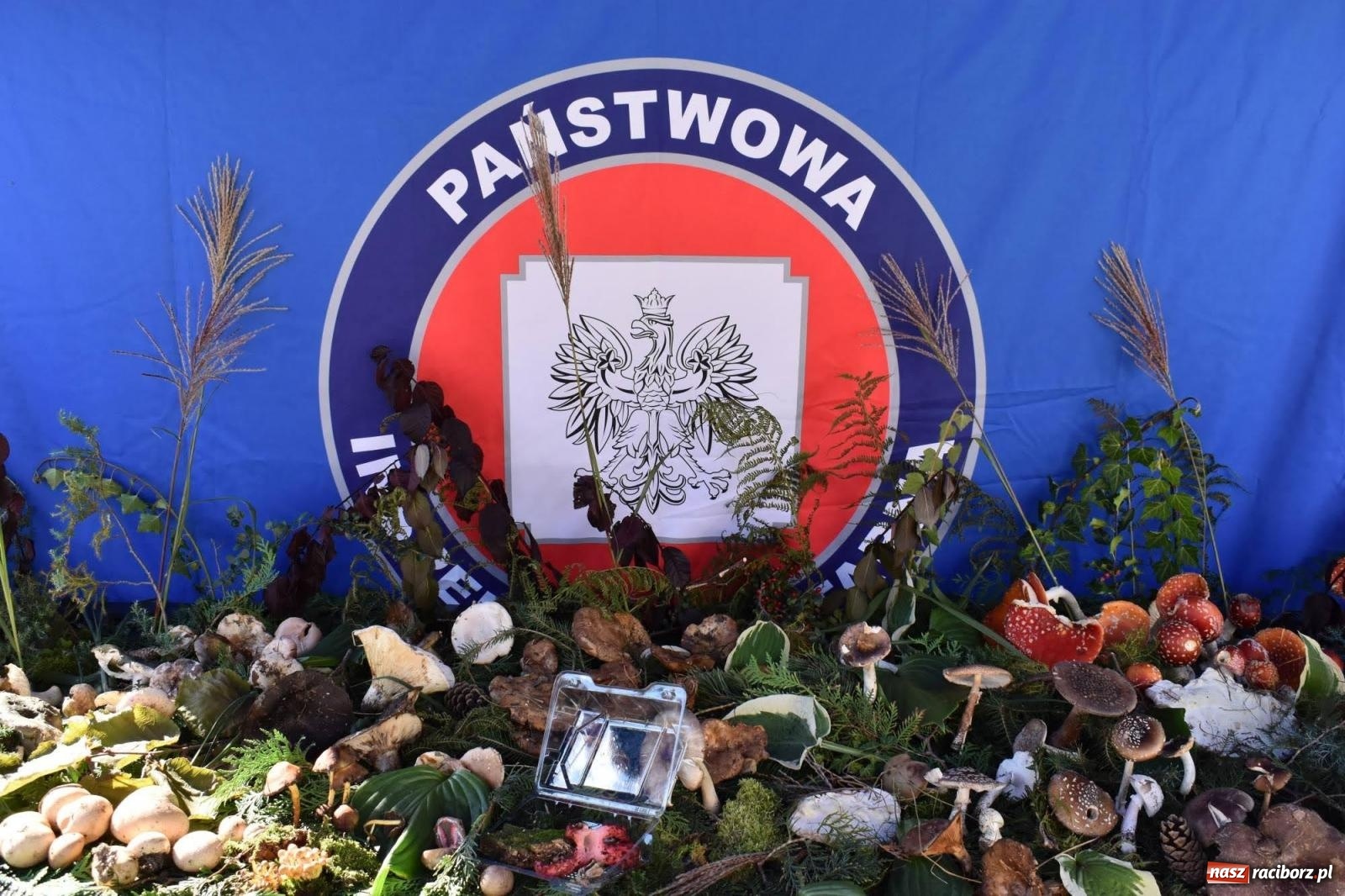 Zdjęcie w galerii na portalu naszraciborz.pl: Bezpieczne grzybobranie na zamku wiadomości z regionu