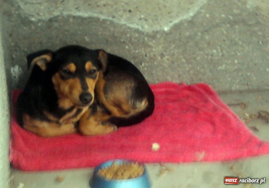 Zdjęcie w galerii na portalu naszraciborz.pl: Prośba o pomoc. Kto zna tego psa? wiadomości z regionu