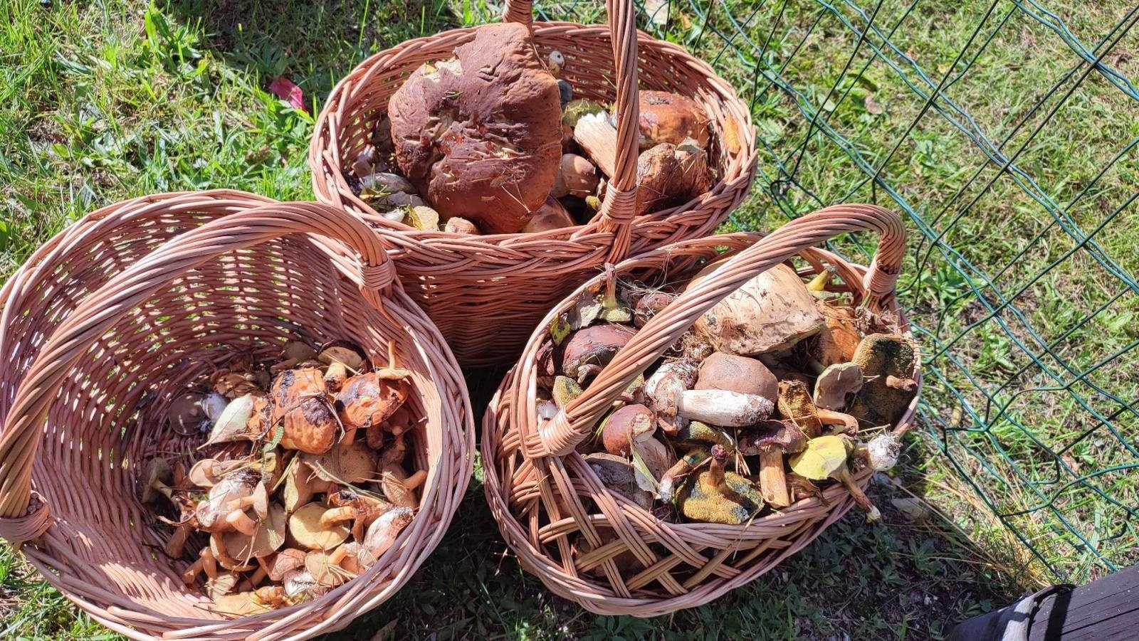 Zdjęcie w galerii na portalu naszraciborz.pl: Znamy najlepszych grzybiarzy ziemi raciborskiej [FOTO] wiadomości z regionu