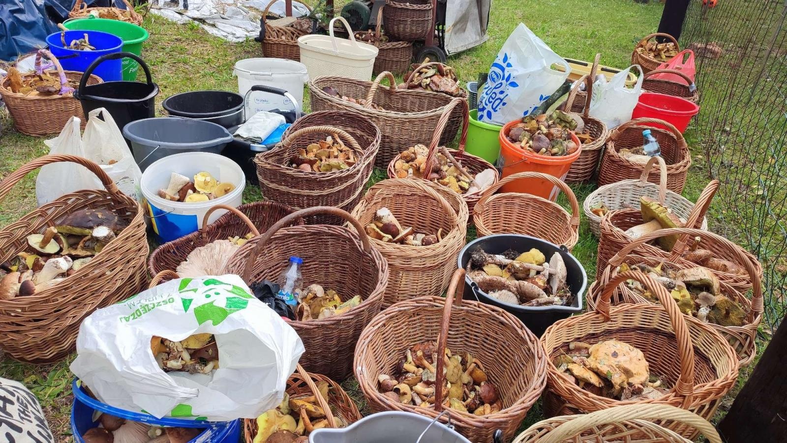 Zdjęcie w galerii na portalu naszraciborz.pl: Znamy najlepszych grzybiarzy ziemi raciborskiej [FOTO] wiadomości z regionu