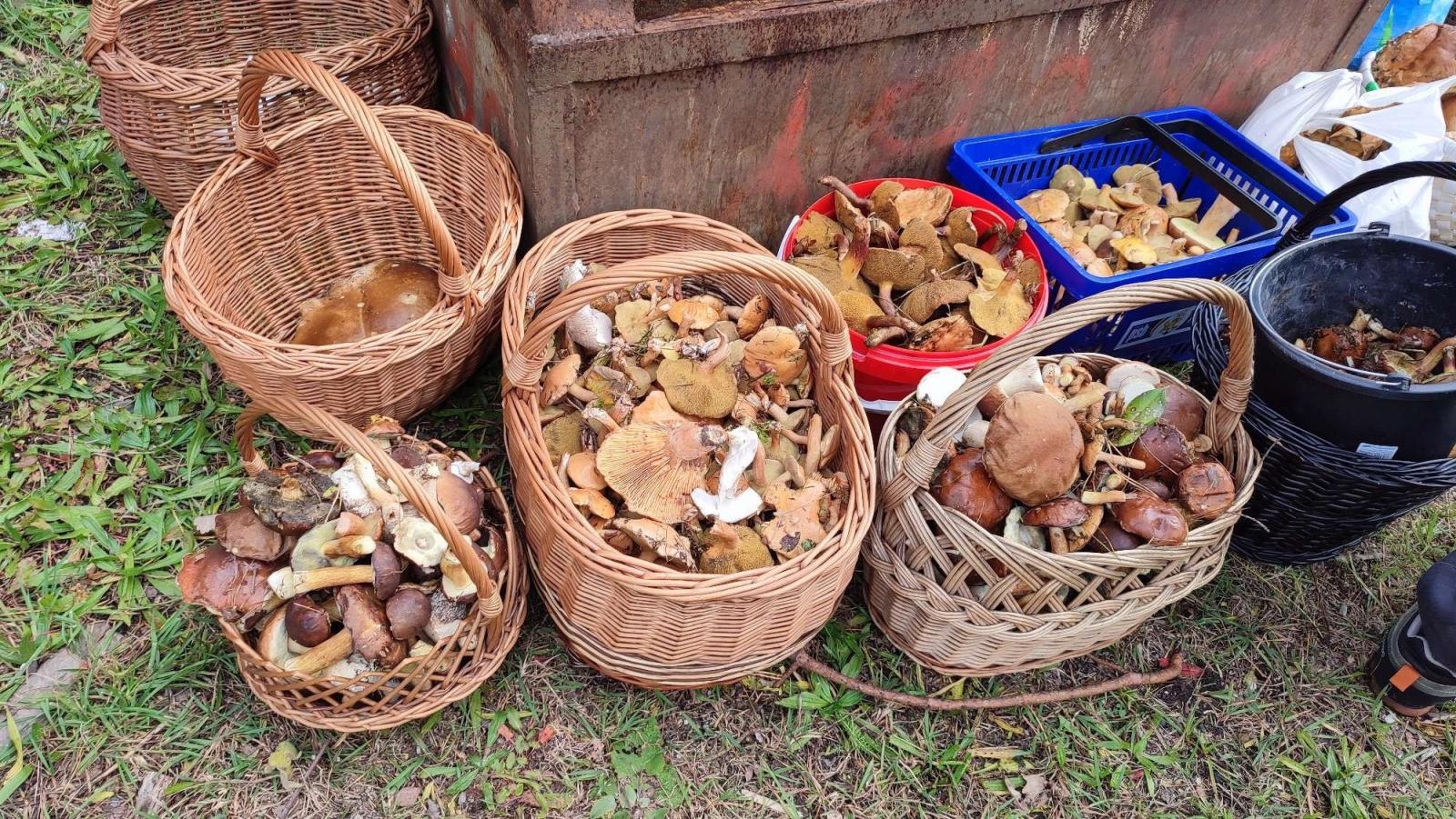 Zdjęcie w galerii na portalu naszraciborz.pl: Znamy najlepszych grzybiarzy ziemi raciborskiej [FOTO] wiadomości z regionu