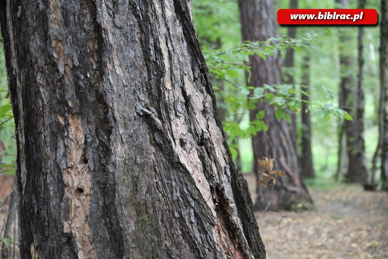 Zdjęcie w galerii na portalu naszraciborz.pl: Spacer ornitologiczny z tłumaczem języka migowego wiadomości z regionu