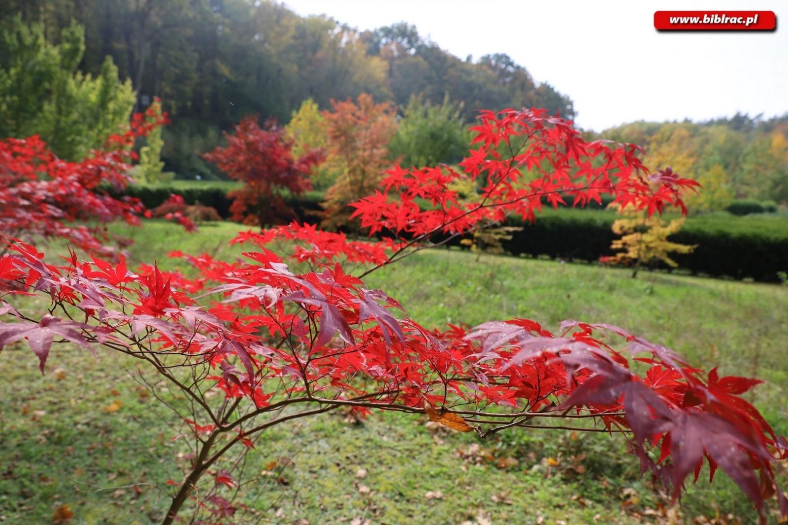 Zdjęcie w galerii na portalu naszraciborz.pl: Zaczarowany ogród w Oborze pełen… smakołyków [FOTO] wiadomości z regionu