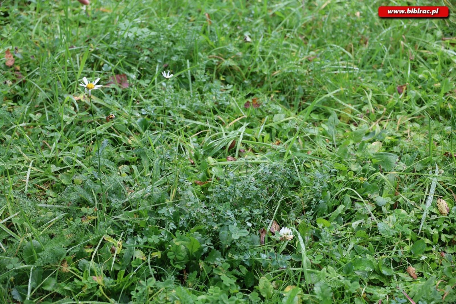 Zdjęcie w galerii na portalu naszraciborz.pl: Zaczarowany ogród w Oborze pełen… smakołyków [FOTO] wiadomości z regionu