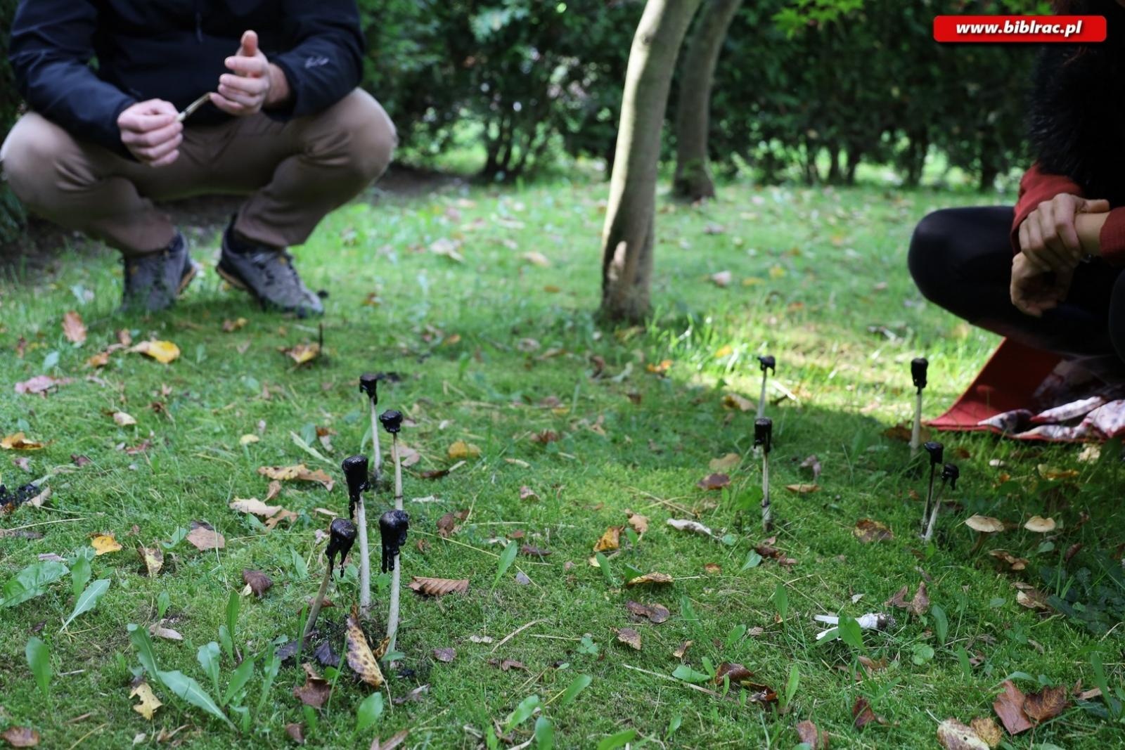 Zdjęcie w galerii na portalu naszraciborz.pl: Zaczarowany ogród w Oborze pełen… smakołyków [FOTO] wiadomości z regionu