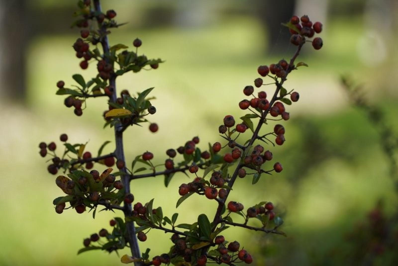 Zdjęcie w galerii na portalu naszraciborz.pl: Obywatelska cegiełka do zielonego Raciborza wiadomości z regionu