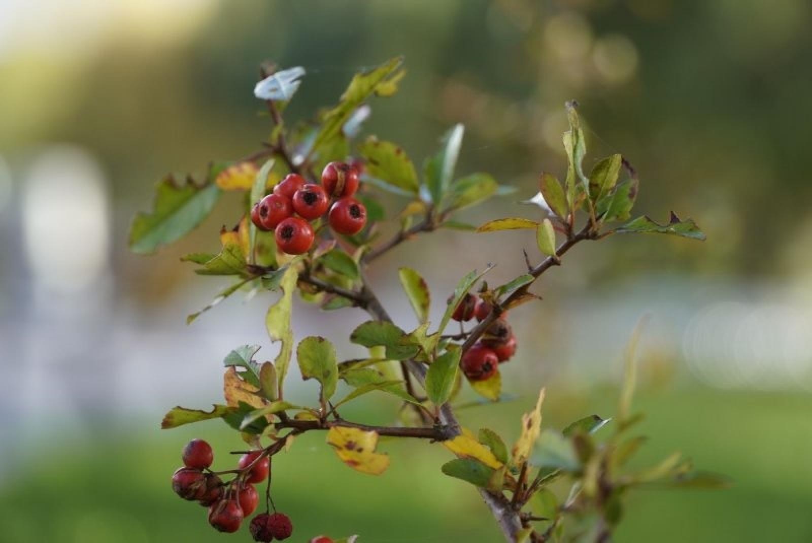 Zdjęcie w galerii na portalu naszraciborz.pl: Obywatelska cegiełka do zielonego Raciborza wiadomości z regionu